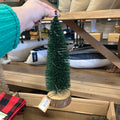 Bottle Brush Tree