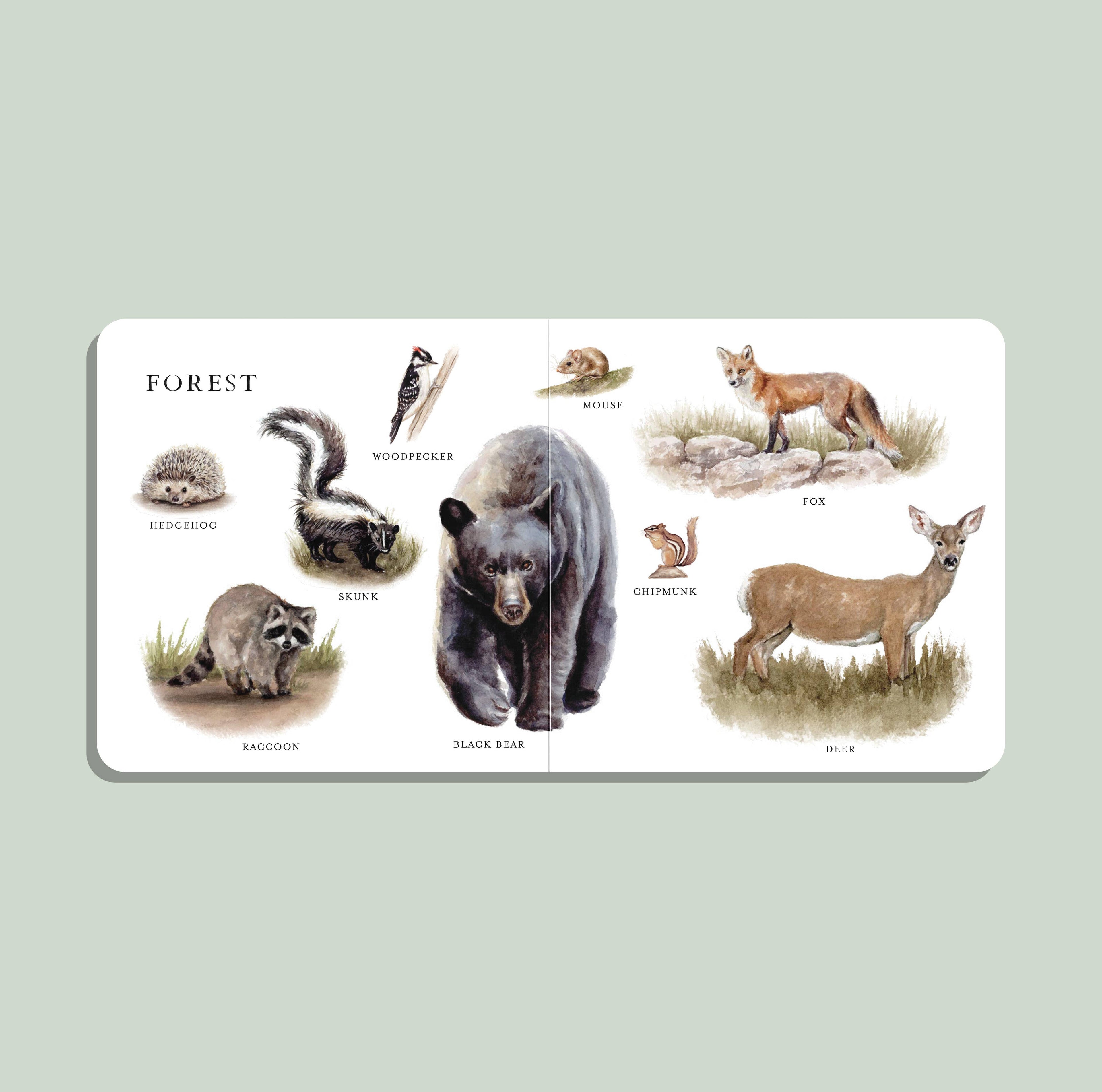 Our Big Book of Animals - Board Book