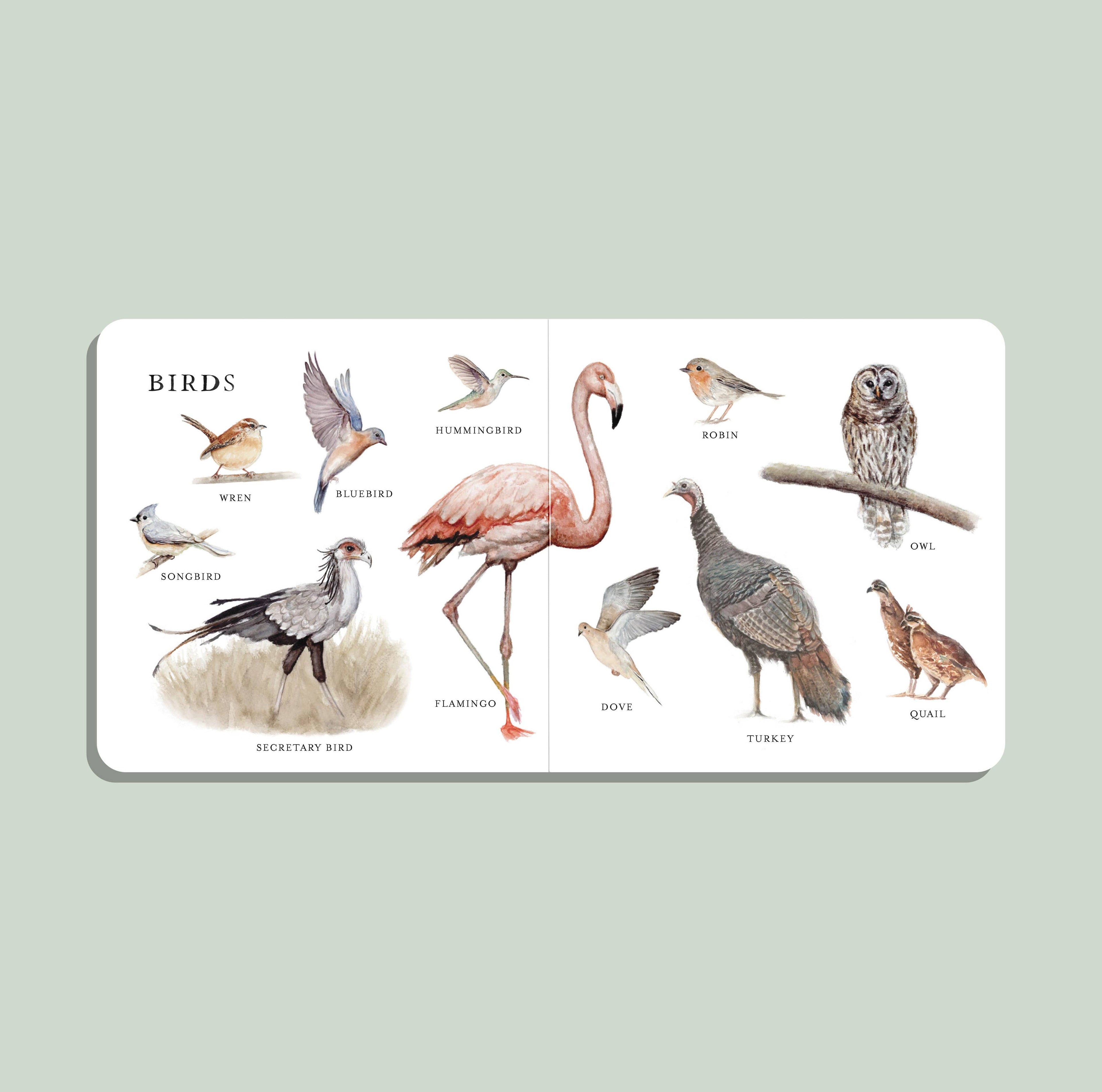 Our Big Book of Animals - Board Book