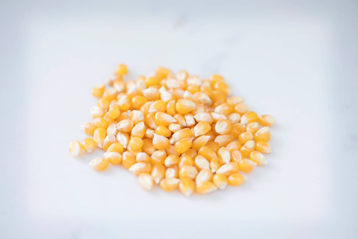 Medium Yellow Popcorn - 14oz Bottle