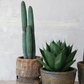 Faux Cactus