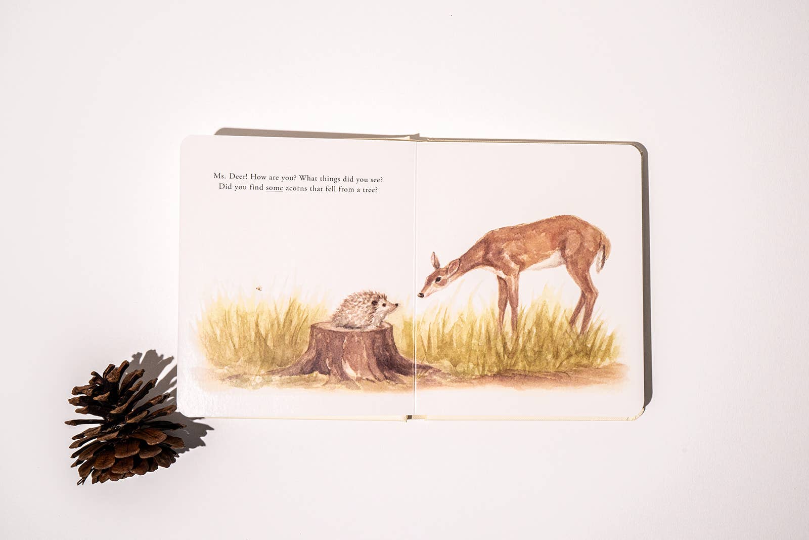 Our Little Adventures - Board Book Box Set