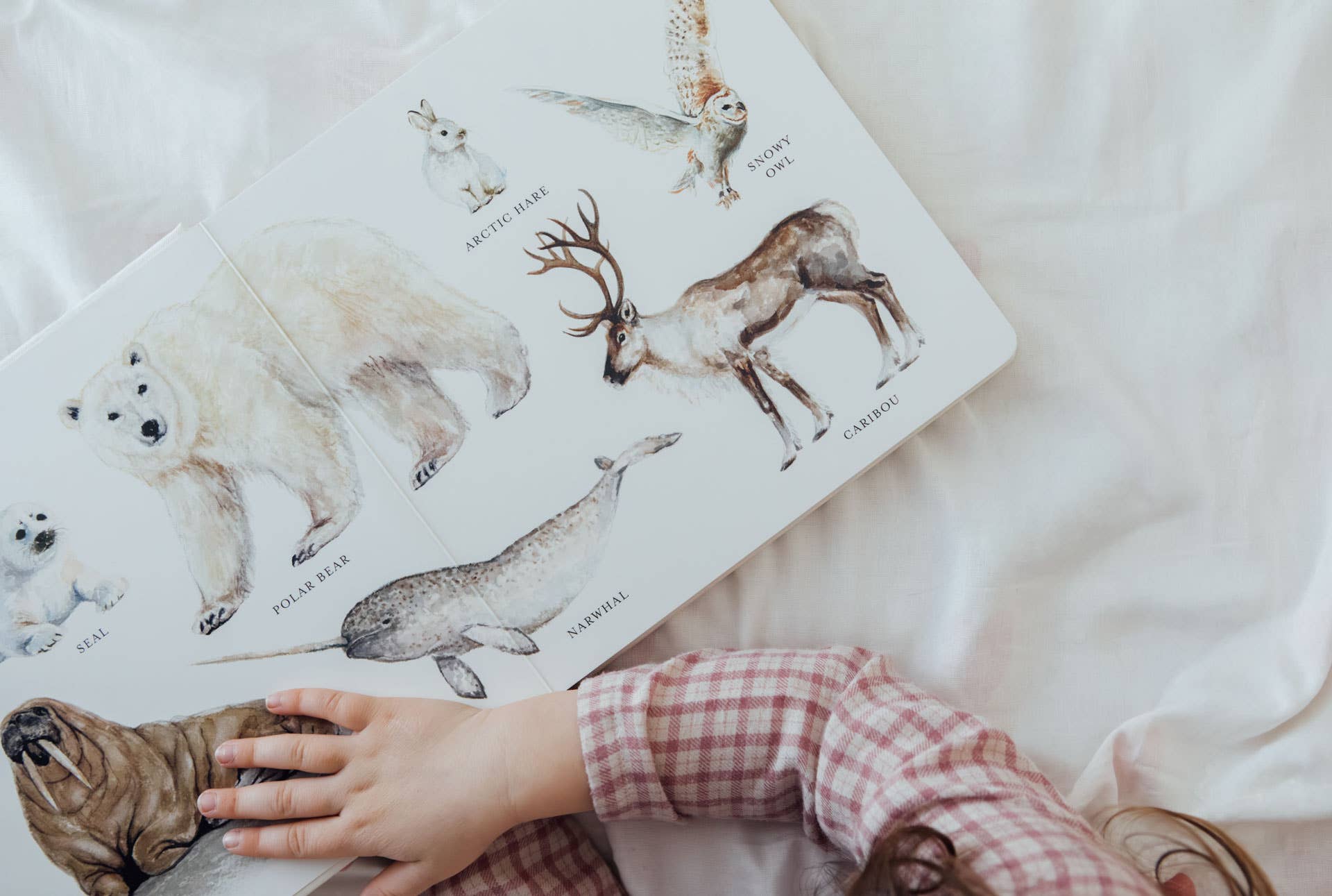 Our Big Book of Animals - Board Book